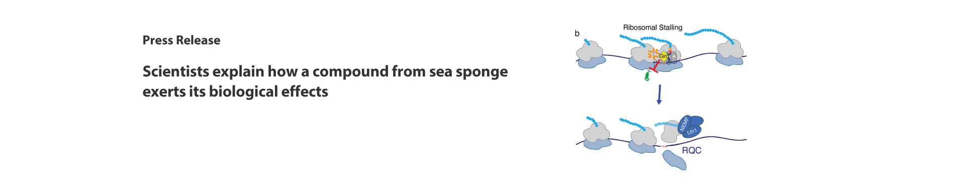 Scientists explain how a compound from sea sponge exerts its biological effects