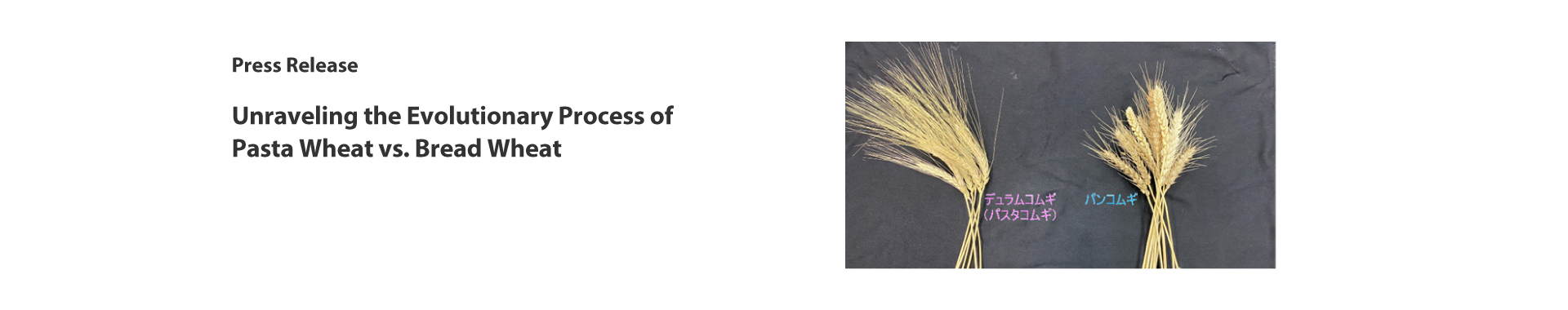 Unraveling the Evolutionary Process of Pasta Wheat vs. Bread Wheat