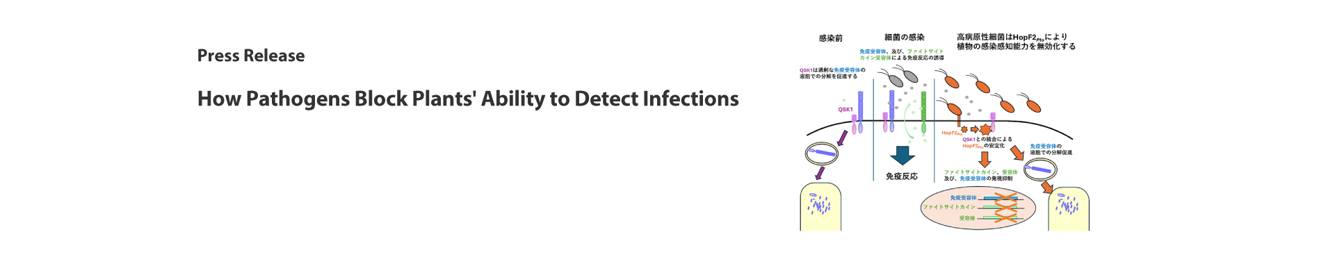 How Pathogens Block Plants' Ability to Detect Infections