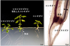 コシオガマ写真