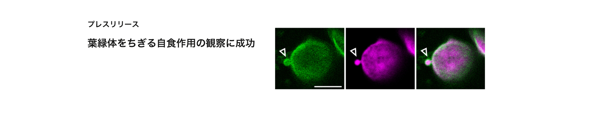 葉緑体をちぎる自食作用の観察に成功